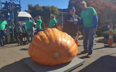 Prize Winning Pumpkins
