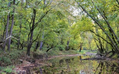 Wandering | A Chilly Trip Through Madison, Clifty Falls, and the Backroads of Southern Indiana