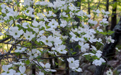 Wandering | Spring Adventures Off the Beaten Path